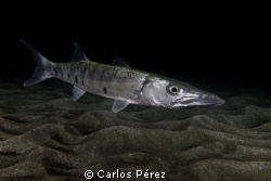 Barracuda, I found this baby lost in the dark on a Nigth ... by Carlos Pérez 